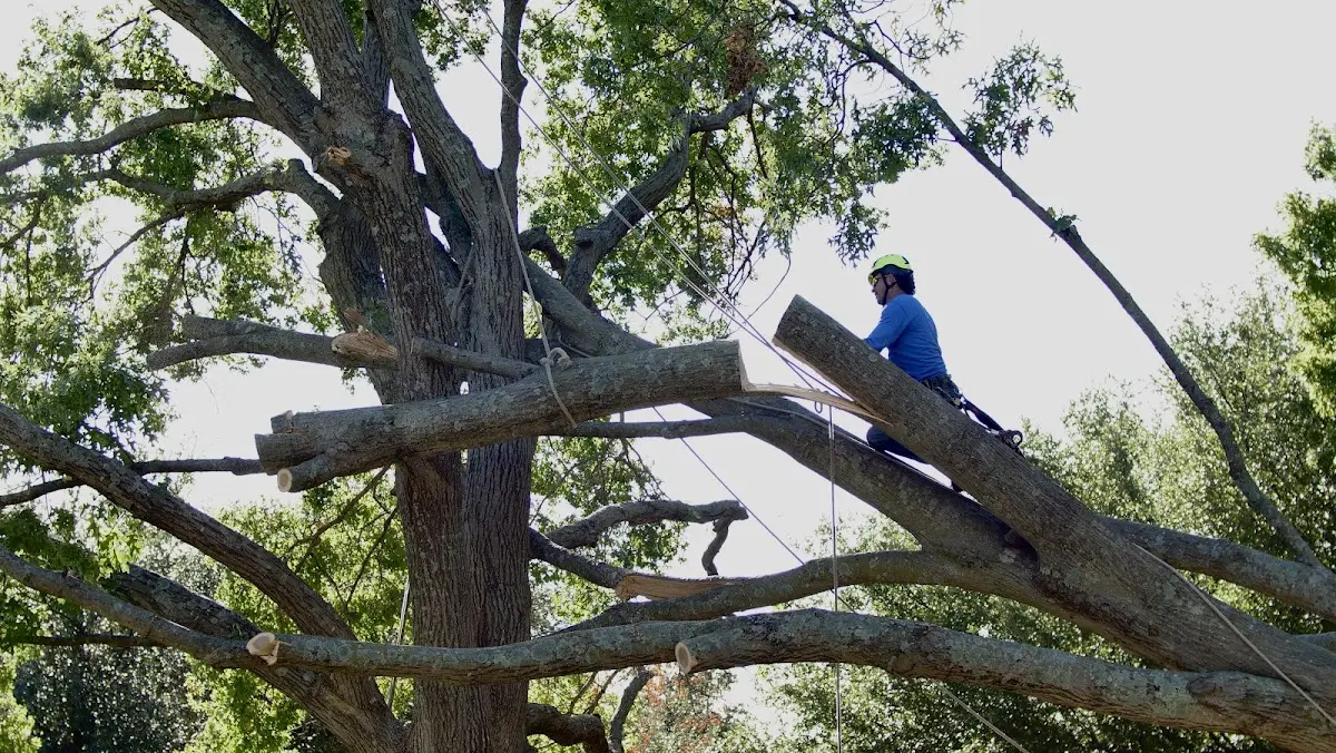 Professional Crown Thinning performed by certified arborists in King Of Prussia